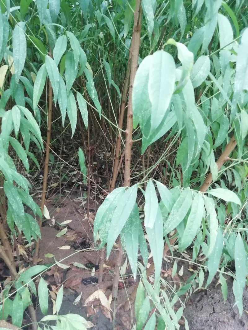 供应毛桃原生苗，占地用，1-3公分量大，质优价廉。