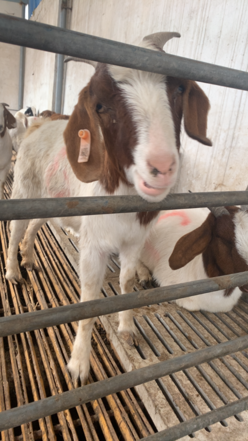 纯种波尔山羊三个月到四个月自家养殖纯种健康安全