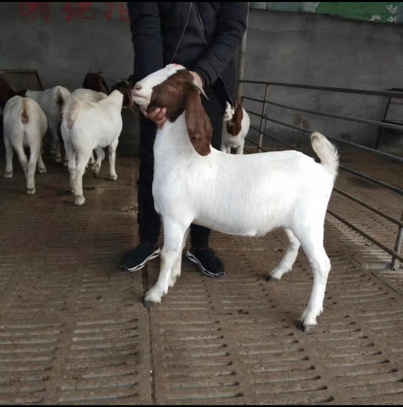 纯种波尔山羊三个月到四个月自家养殖纯种健康安全