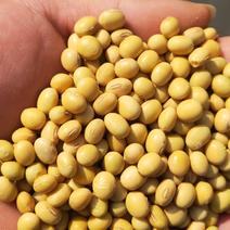 安徽优质高蛋白黄豆，大豆，可做各种豆制品，量大从优