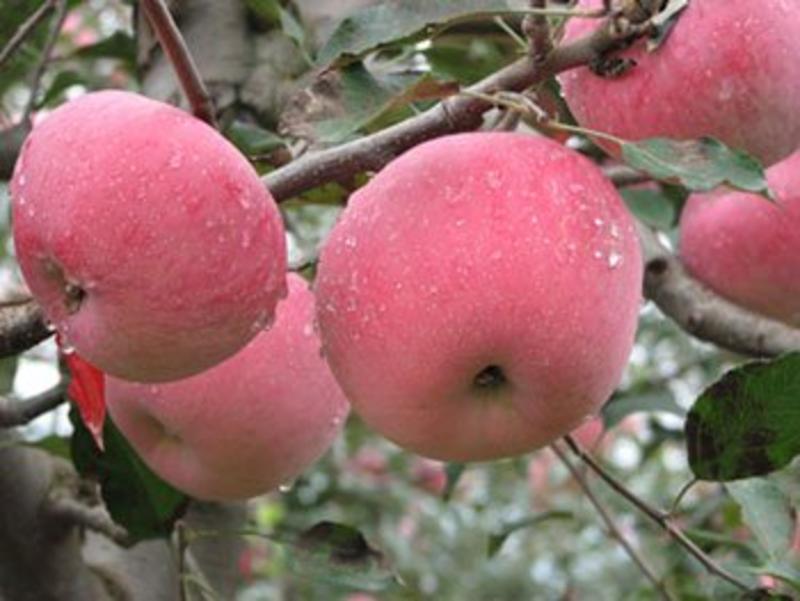 基地直销包品种口感田爽红芭蕾苹果苗适合南北种植