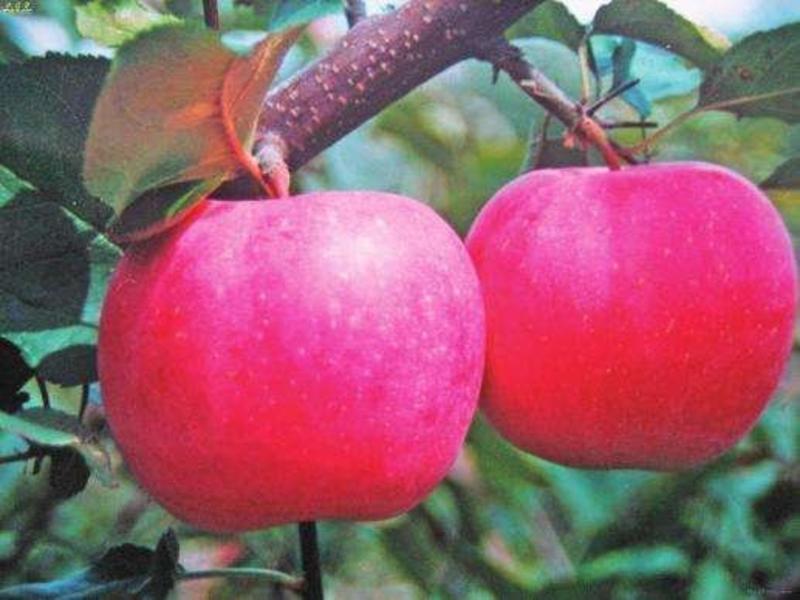 基地直销包品种口感田爽红芭蕾苹果苗适合南北种植