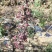 基地直销包品种口感田爽红芭蕾苹果苗适合南北种植