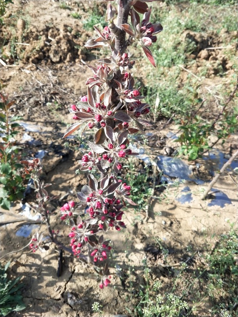 基地直销包品种口感田爽红芭蕾苹果苗适合南北种植