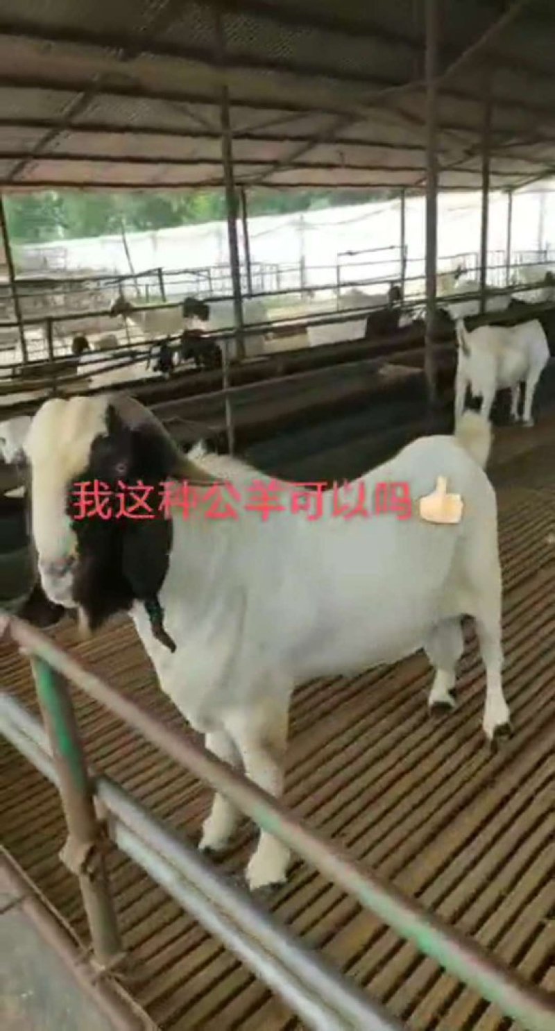 纯种波尔山羊种公羊怀孕母羊青年母羊羔羊可自由挑选