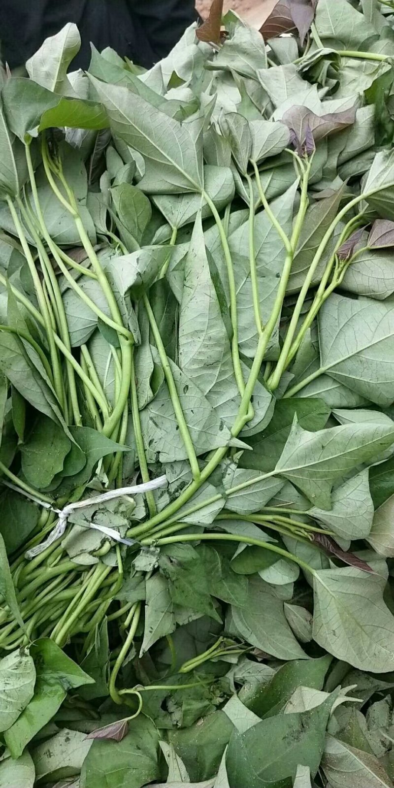 红薯苗，产地直供脱毒种植的大田苗质量有保证