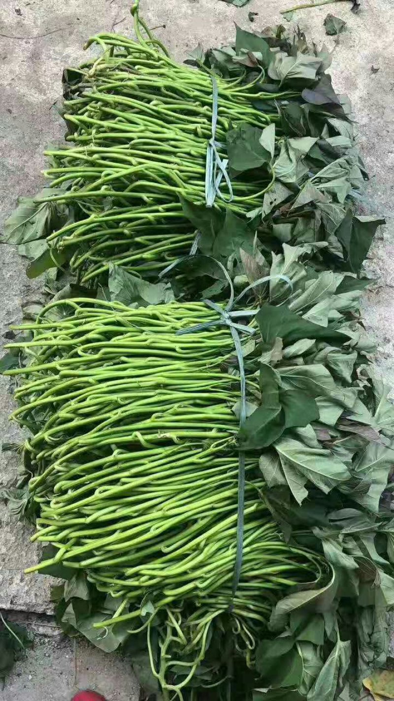 红薯苗，产地直供脱毒种植的大田苗质量有保证