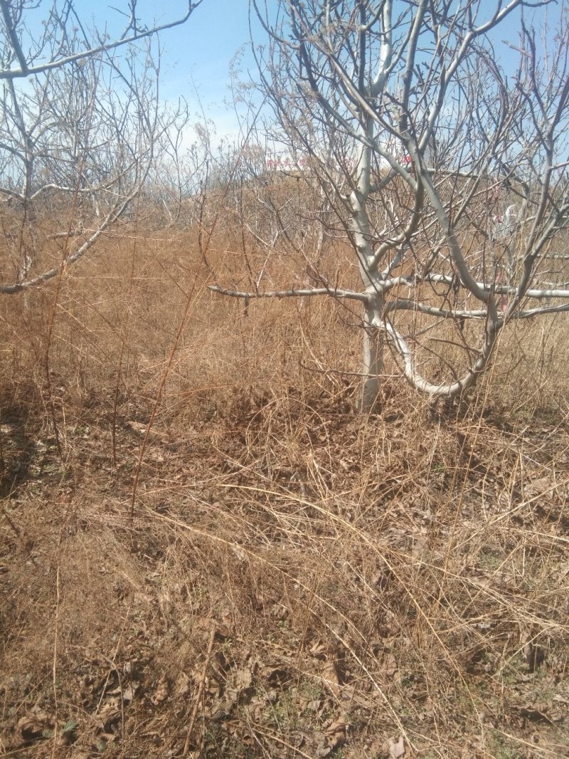 核桃树，树行美观，树皮油亮适合工程绿化用，占地用