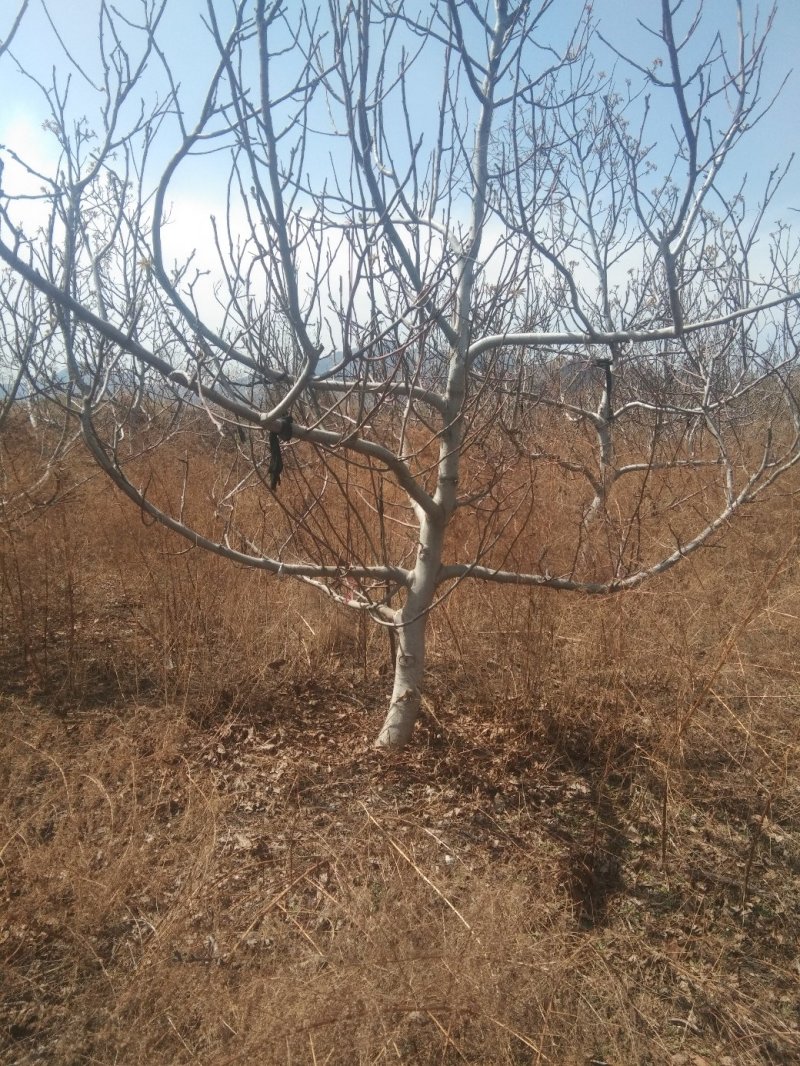 核桃树，树行美观，树皮油亮适合工程绿化用，占地用