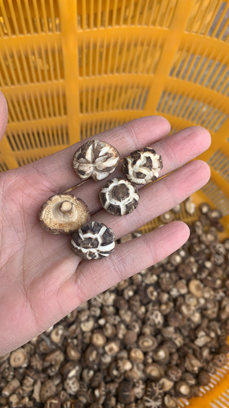 包邮2026新货1.5-2.0-2.5小茶花菇香菇花菇