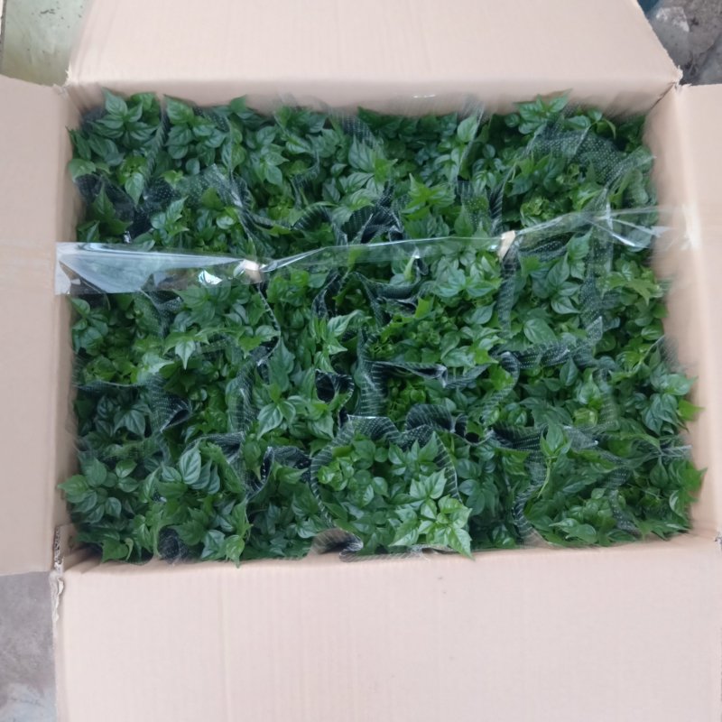 幸福树小福贵盆栽90杯带盆发物流运费到付