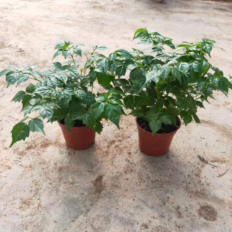 幸福树小福贵盆栽90杯带盆发物流运费到付
