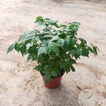 幸福树小福贵盆栽90杯带盆发物流运费到付