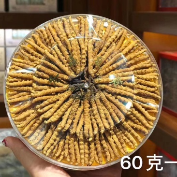 冬虫夏草