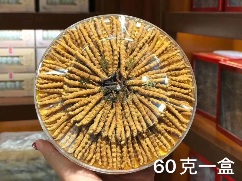 冬虫夏草