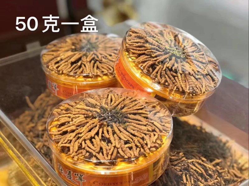 冬虫夏草