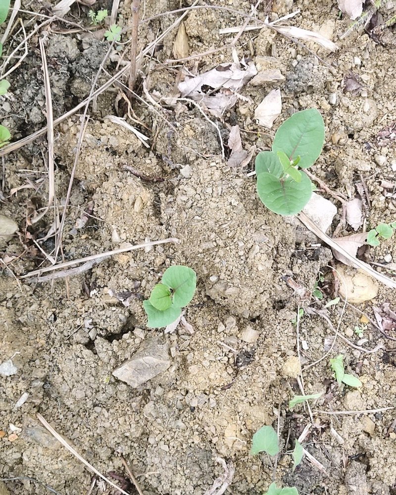 虎杖苗，虎杖根芽，块根芽。成活率高，生长势好。