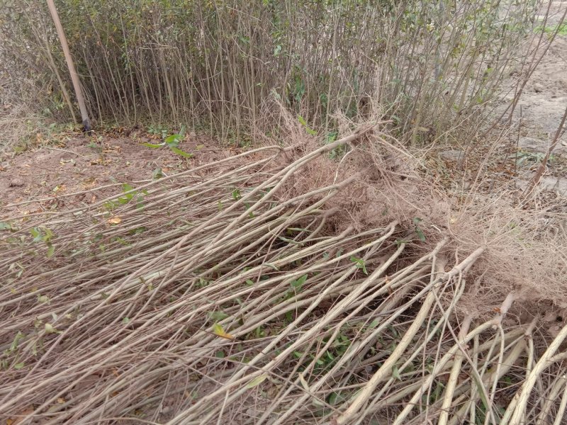 牡丹石榴观花花石榴牡丹石榴苗（建议国庆节后下单）