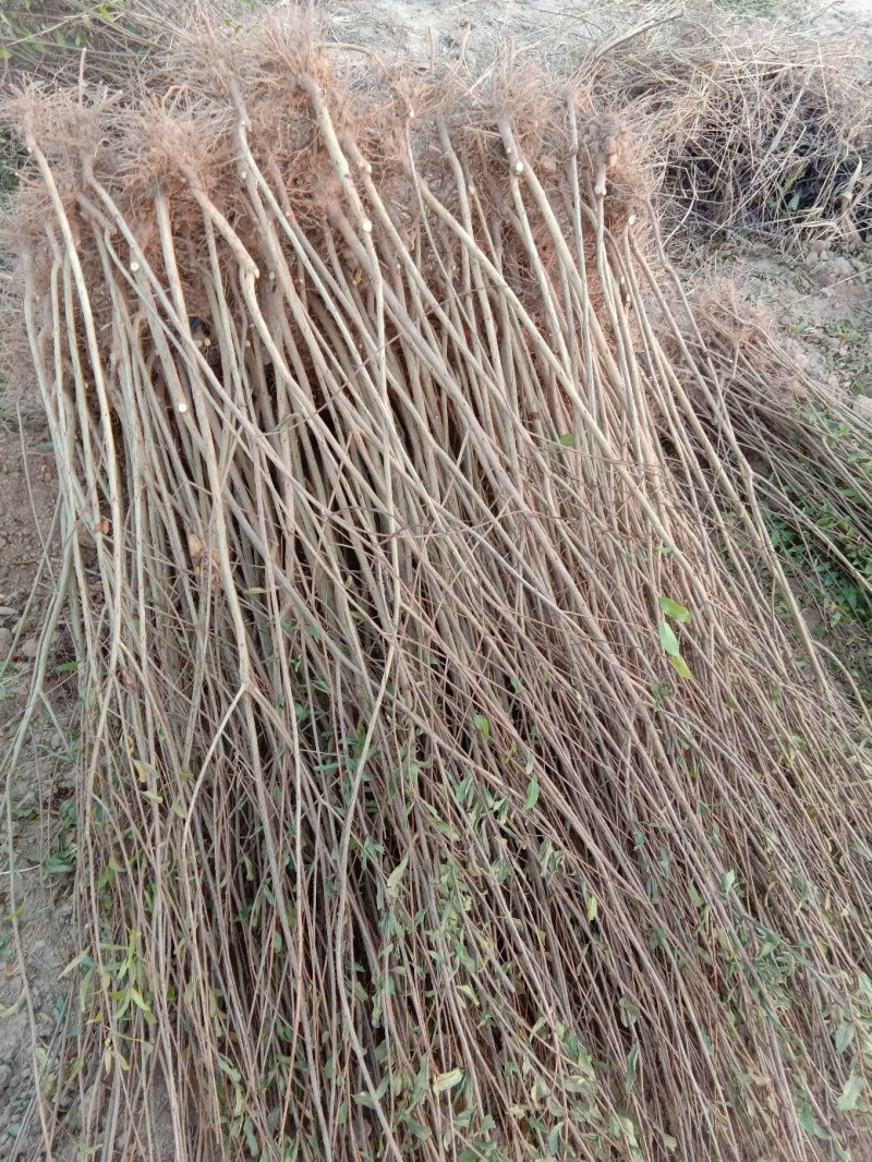 牡丹石榴观花花石榴牡丹石榴苗（建议国庆节后下单）