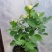 金丝雀月季花，常年批发各种月季可以来基地