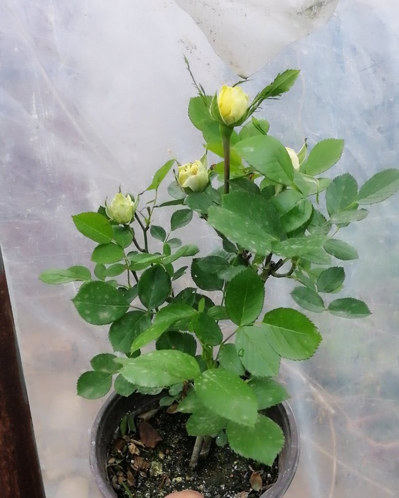 金丝雀月季花，常年批发各种月季可以来基地