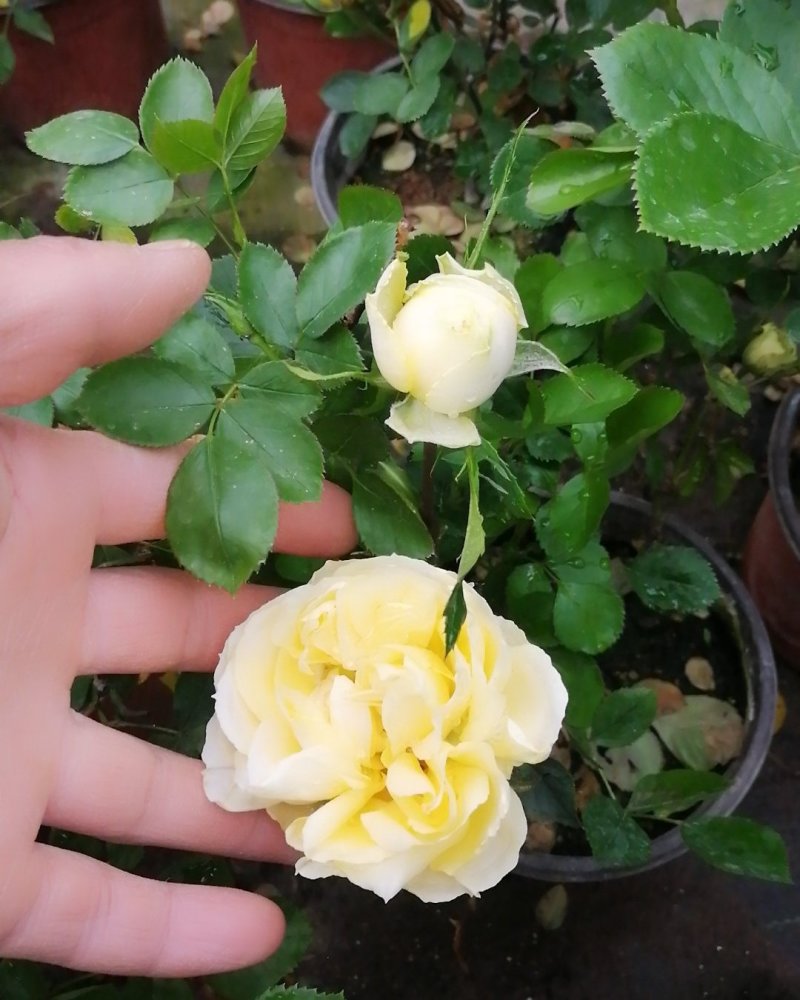 金丝雀月季花，常年批发各种月季可以来基地