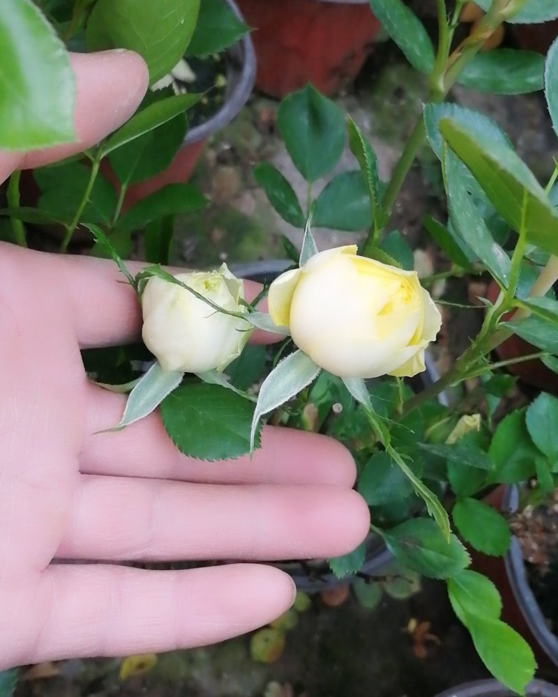 金丝雀月季花，常年批发各种月季可以来基地