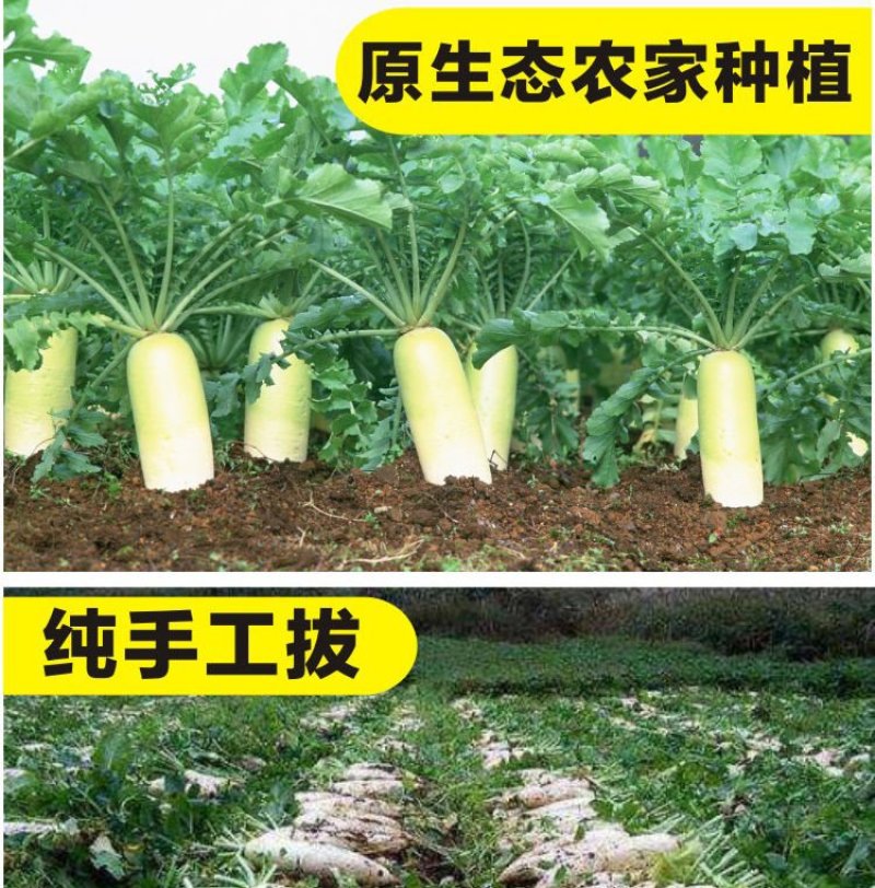 广西菜脯萝卜干农家自制咸卜干腌制咸卜下饭菜1/2/3/5