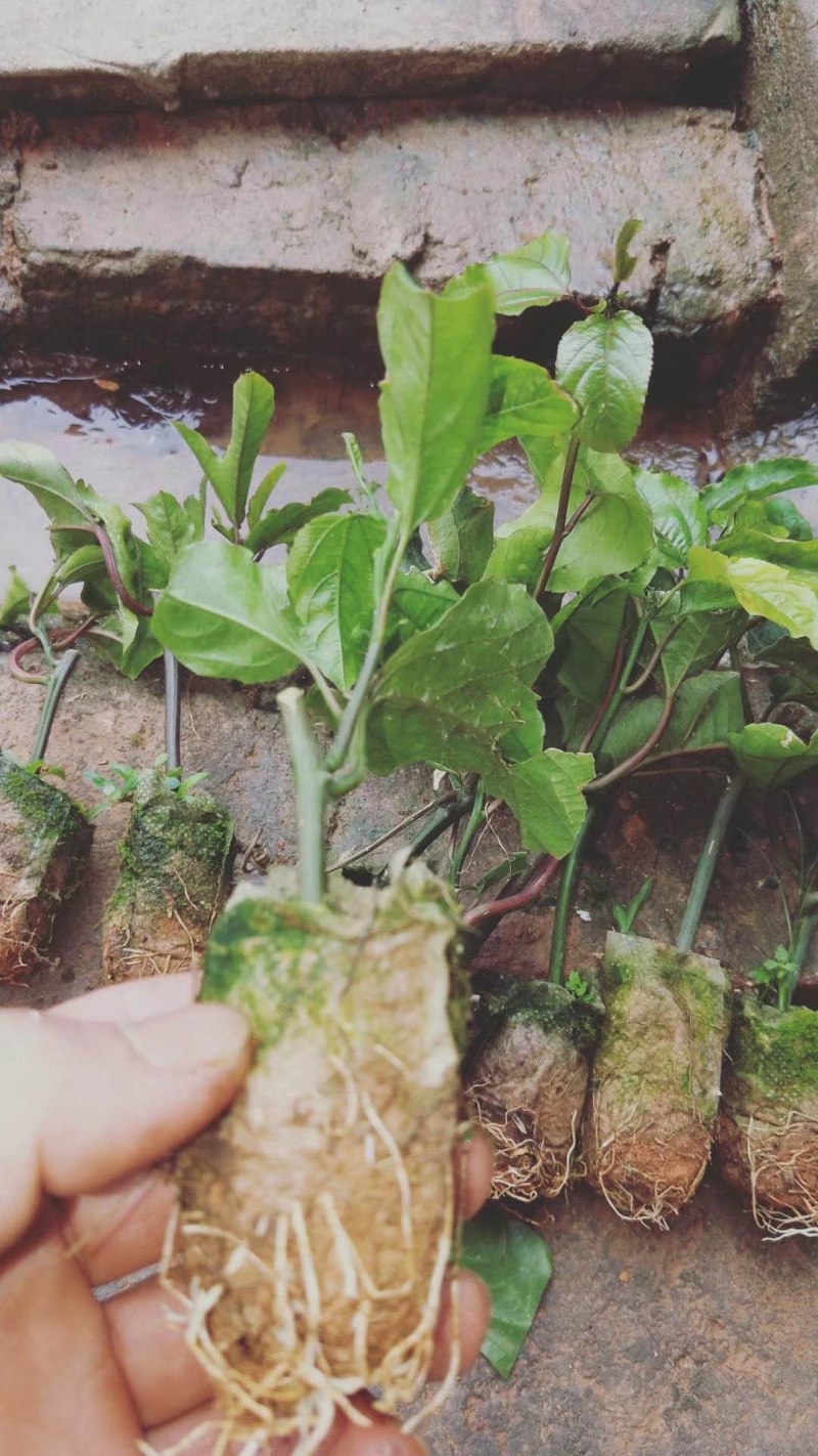 黄金百香果苗纯甜芭乐味黄金百香果苗广西百香果苗