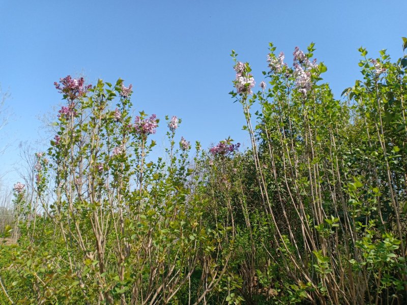 嫁接丁香树，各种规格协助找车。农户一手货源