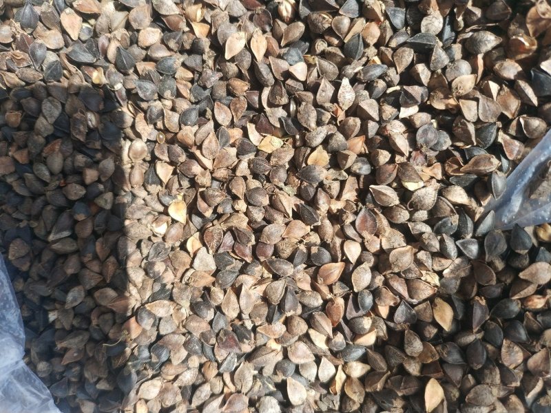 荞麦甜荞麦内蒙古荞麦荞麦面甜荞麦荞麦面