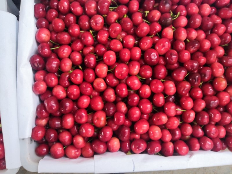 周至县大樱桃，品种多，色好，味道好，价格低。