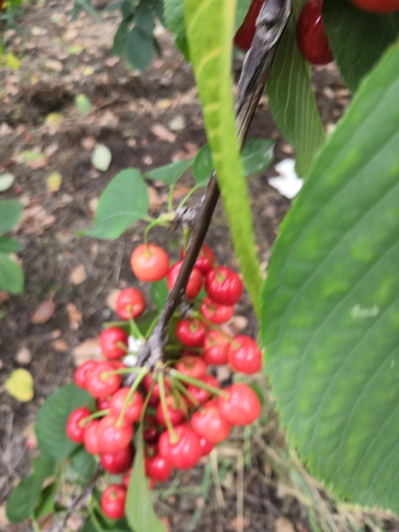 周至县大樱桃，品种多，色好，味道好，价格低。