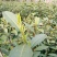 信阳毛尖商城高山茶