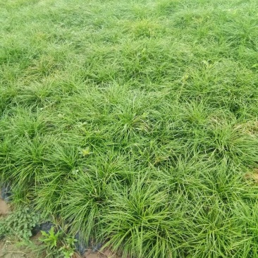 麦冬草