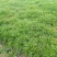 麦冬草
