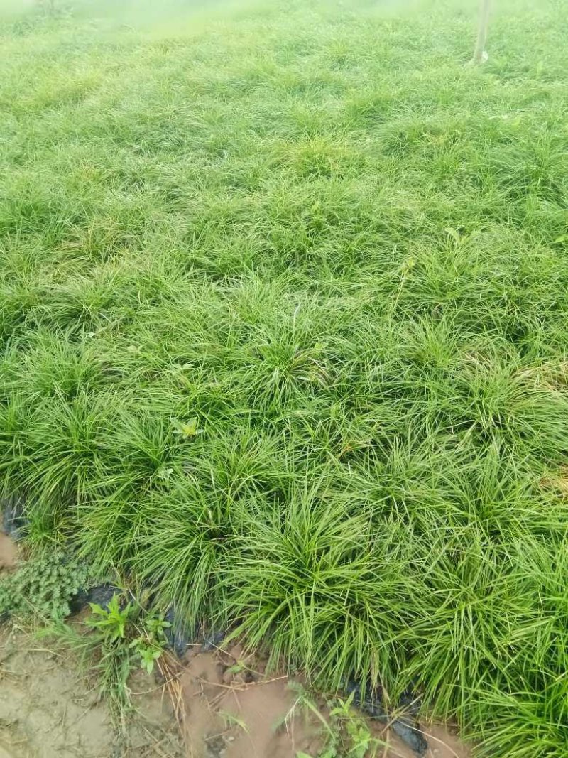 麦冬草