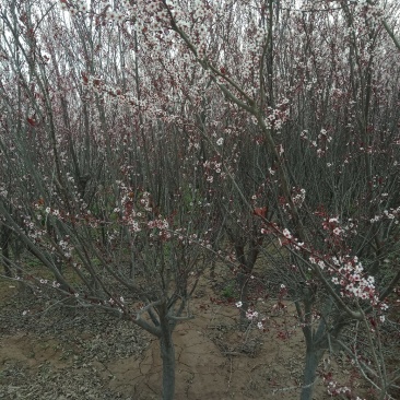 山东菏泽郓城县大量现货出售，精品紫叶李树