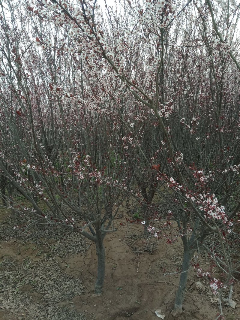 山东菏泽郓城县大量现货出售，精品紫叶李树