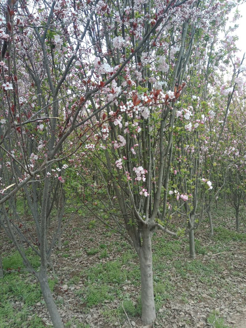 山东菏泽郓城县大量现货出售，精品紫叶李树