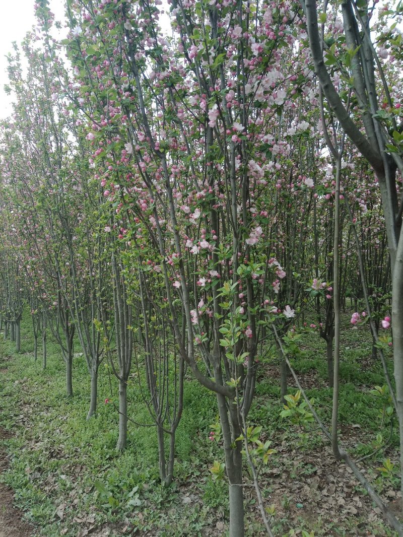 山东菏泽郓城县大量现货出售，精品紫叶李树