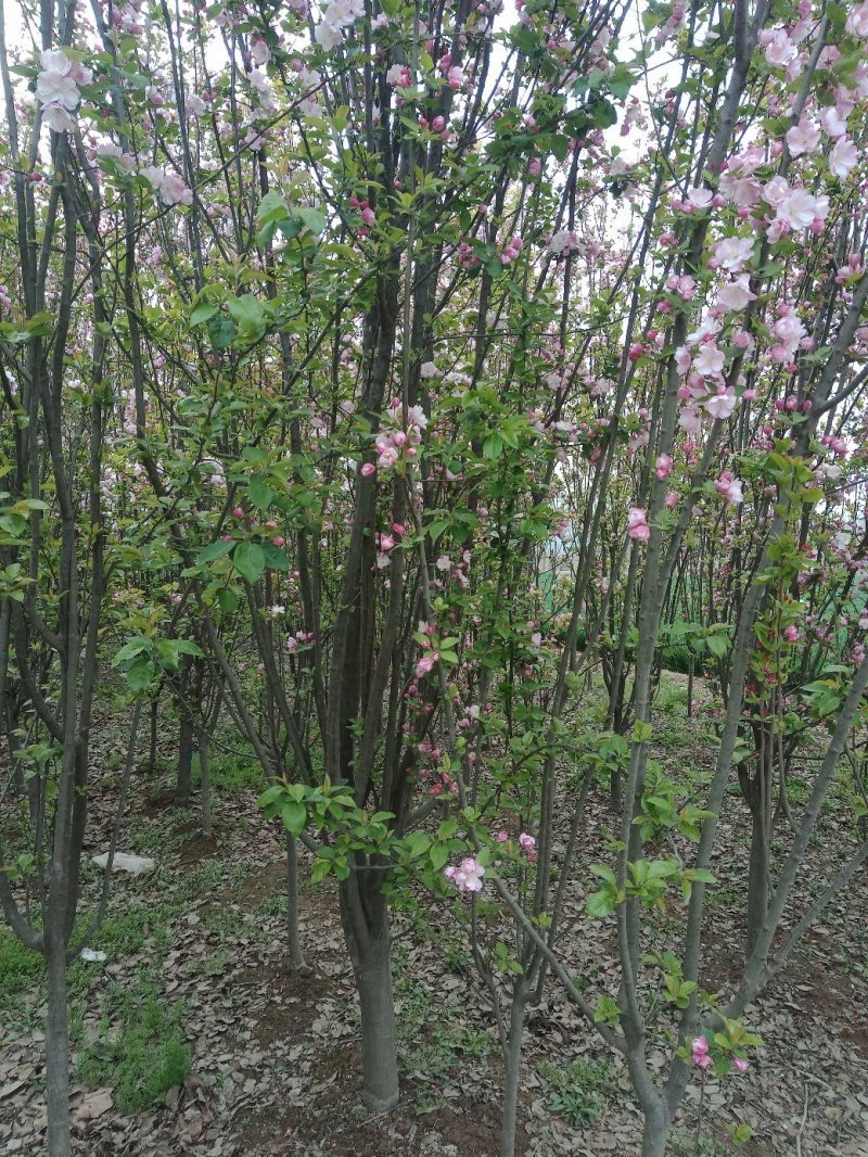 山东菏泽郓城县大量现货出售，精品紫叶李树