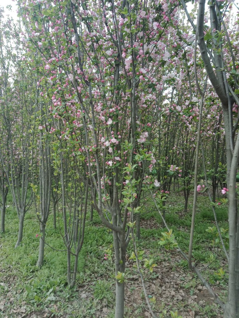 山东菏泽郓城县大量现货出售，精品紫叶李树