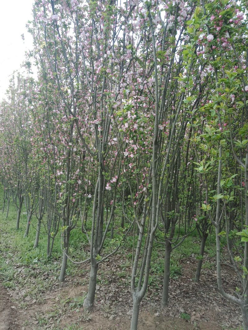 山东菏泽郓城县大量现货出售，精品紫叶李树
