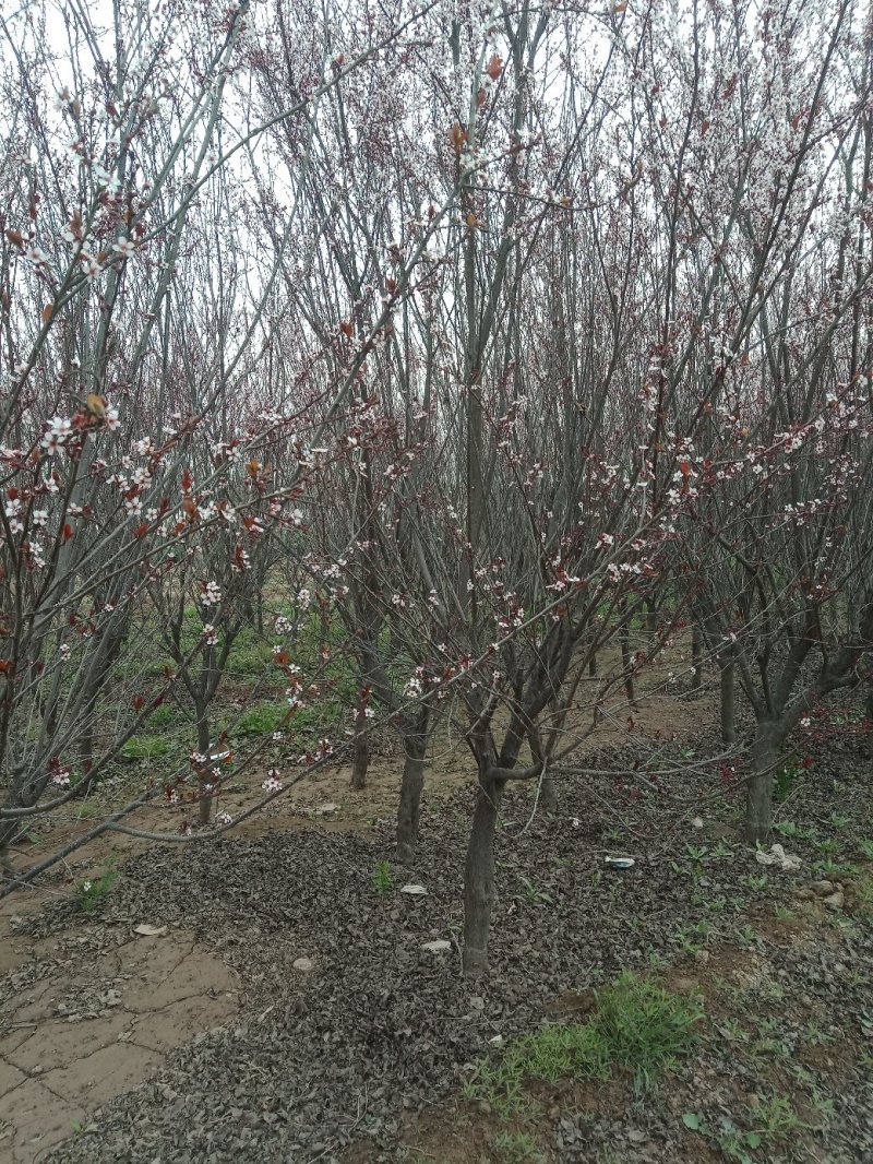 山东菏泽郓城县大量现货出售，精品紫叶李树