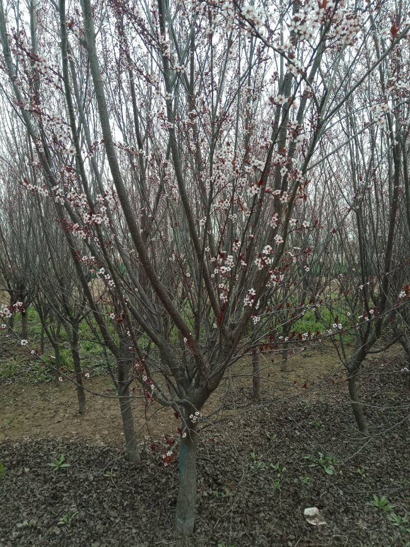 山东菏泽郓城县大量现货出售，精品紫叶李树