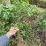 野菜特菜树仔菜苗五指山野菜天绿香甜菜苗泰国枸杞越南菜