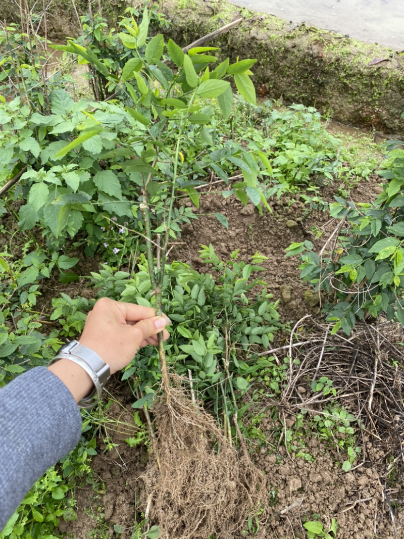 野菜特菜树仔菜苗五指山野菜天绿香甜菜苗泰国枸杞越南菜