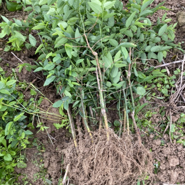野菜特菜树仔菜苗五指山野菜天绿香甜菜苗泰国枸杞越南菜