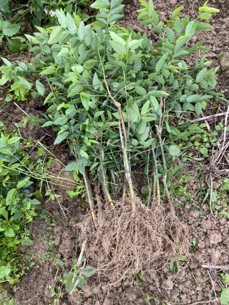 野菜特菜树仔菜苗五指山野菜天绿香甜菜苗泰国枸杞越南菜